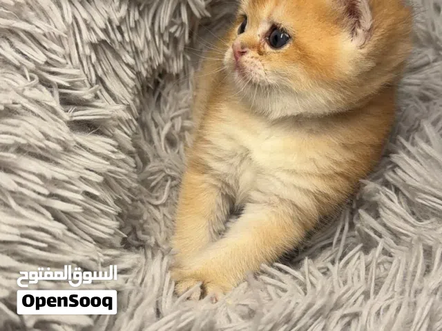 سكوتش ستريت  برتقالي  Ny12  ذكر  لعوب جميل لون مميز  فروه ناعمه و كثيفه لديه بدقري شهاده نسب