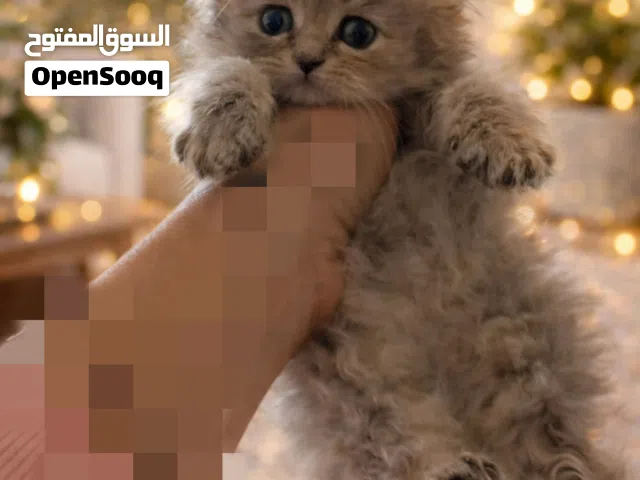 قطط عمرهم 40يوم لعوبين جدا ومتعودين على كل شيء وبيدخلو الليتر بوكس وتاكل دراي فود و وايت فود ذكور وإ