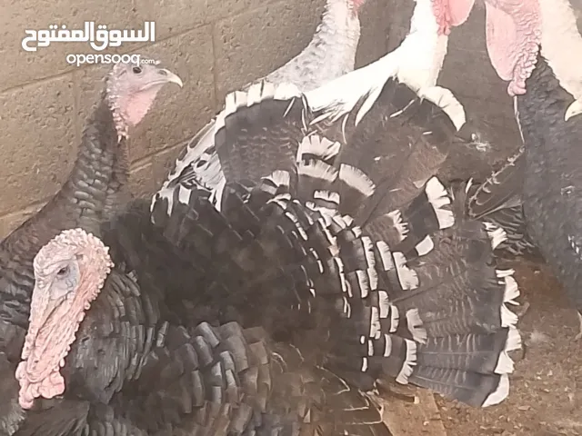 دجاج رومي سوبر جامبو