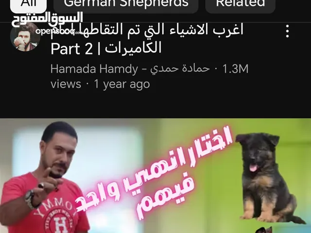 البحث عن كلب جيرمان عمر شهرين