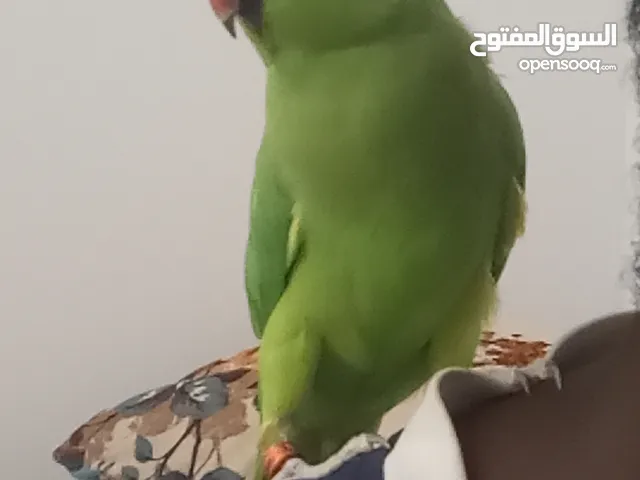 دره متكلمه