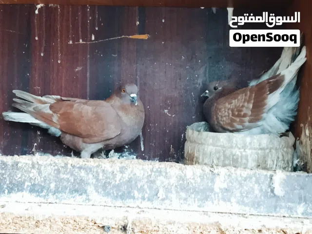 محمد عماد مسعود الغراري