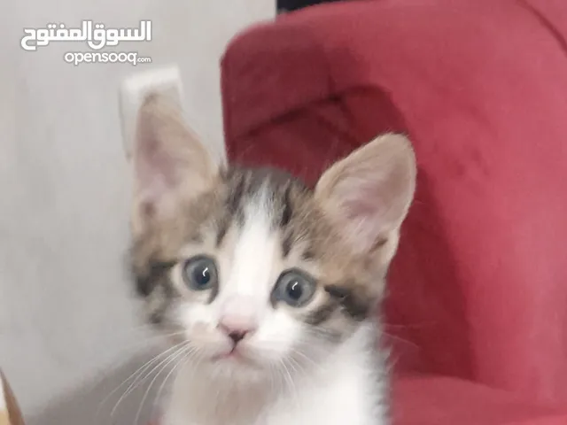 قطين لتبني نوعهم بلدي عمرهم شهرين لطيفين جدا