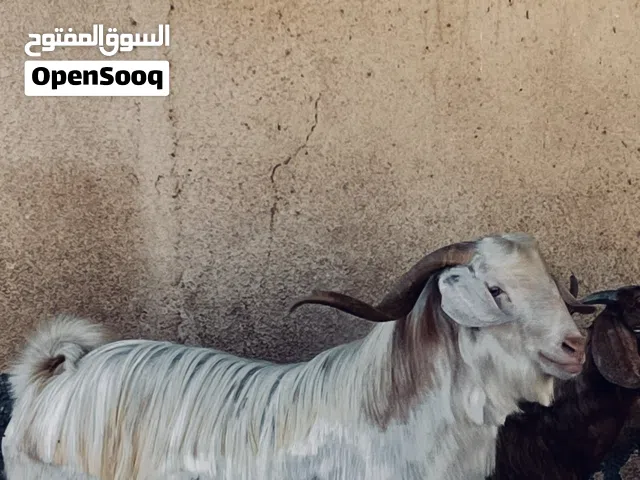 تيس سعيدي للبيع