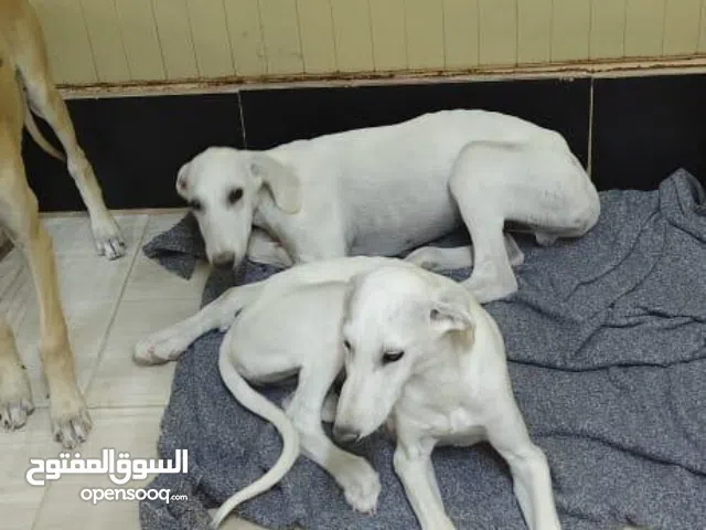 يراوه سلوقيات للبيع