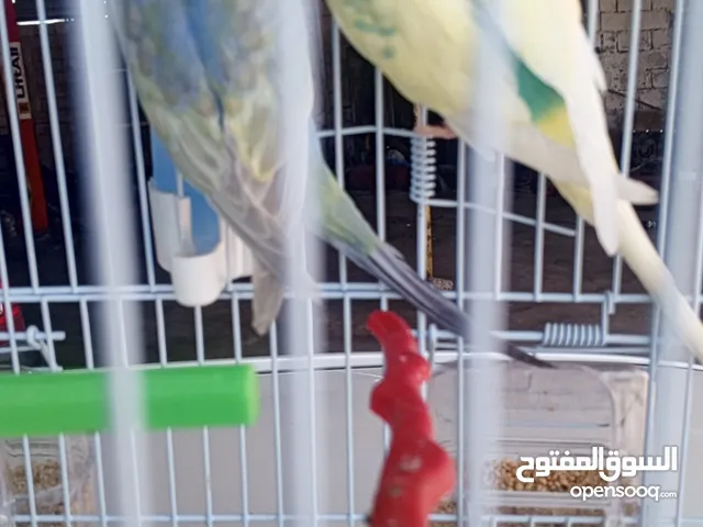 كوبيه بقالينو مصوقره حجم الله يبارك