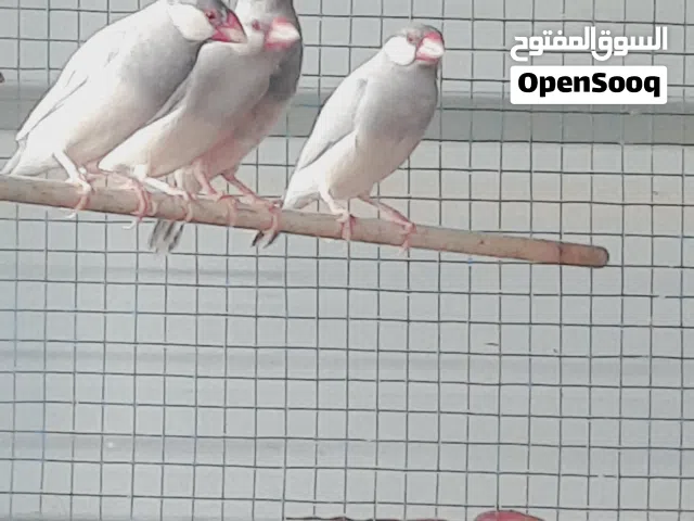 طيور جاوا للبيع