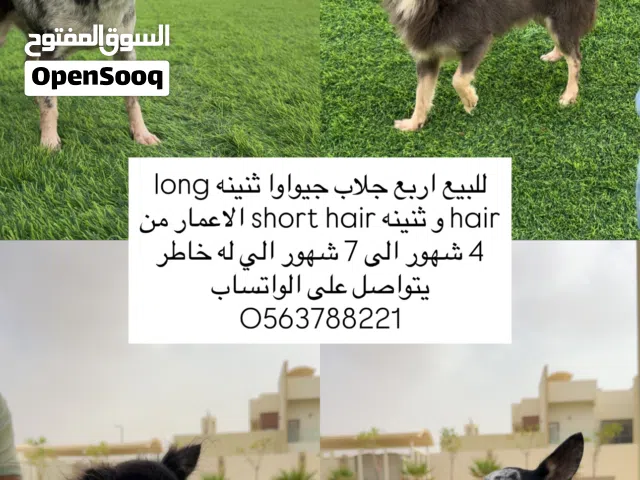 جلاب جيواوا للبيع chihuahua