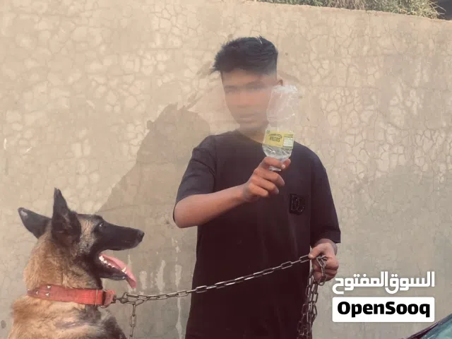 انتايه مينوا البيع تحتها جروي