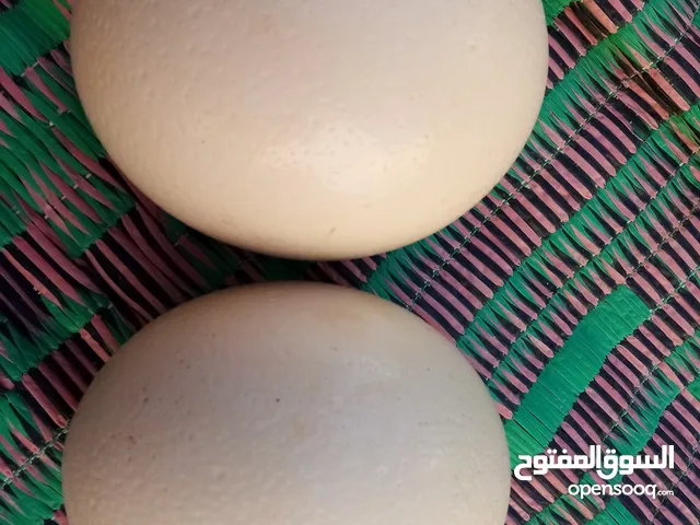 بيض نعام أفريقي مخصب للبيع
