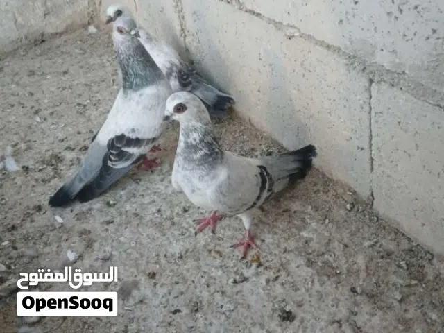 جوزين حمام نخب اول ذبابنه وبواز الشرا ما من قصر معاه