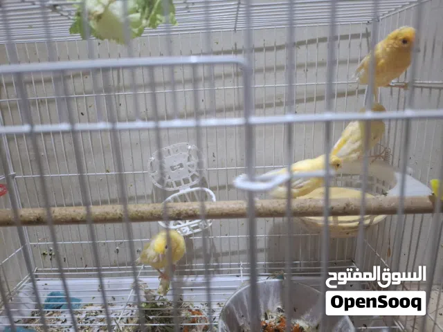 جوز كناري سوري معه فرخين