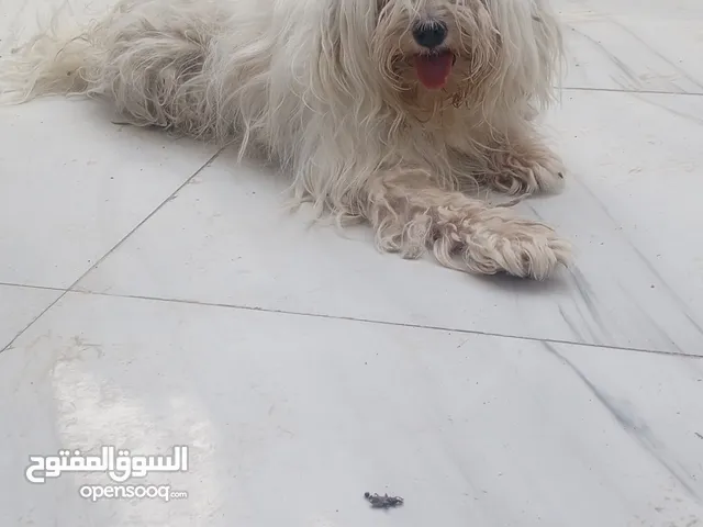 سلام عليكم ورحمه الله وبركاته شاهد يا عزيزي مشاهد الوصف