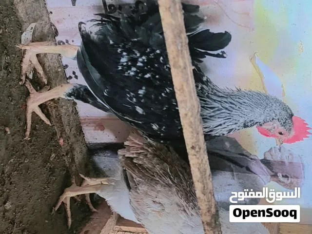 متاح زوج دندراوي الاصلي