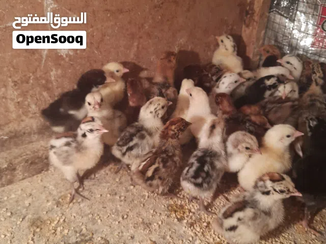 متوفر افراخ دجاج عمر ايام زوج على 2ونص قفل