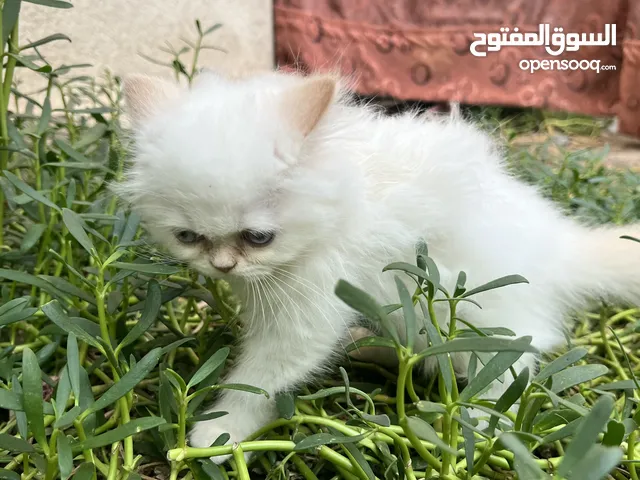 كتنات للبيع هملايا نظيفه جدا اليفات ولعوبات