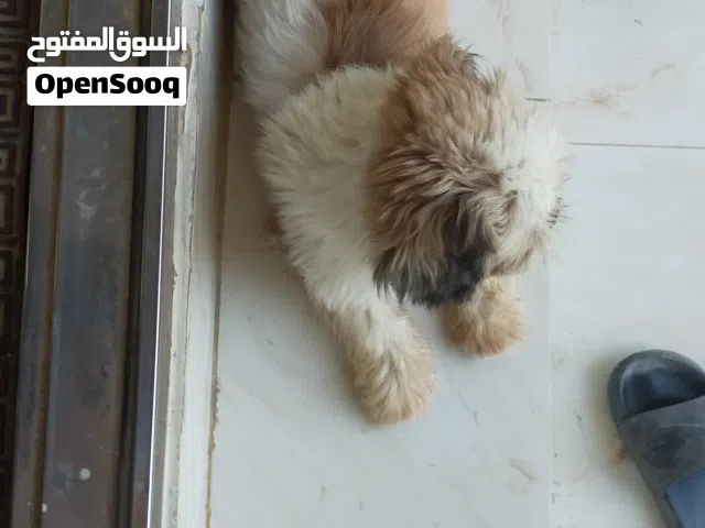 للبيع كلب شيتزو