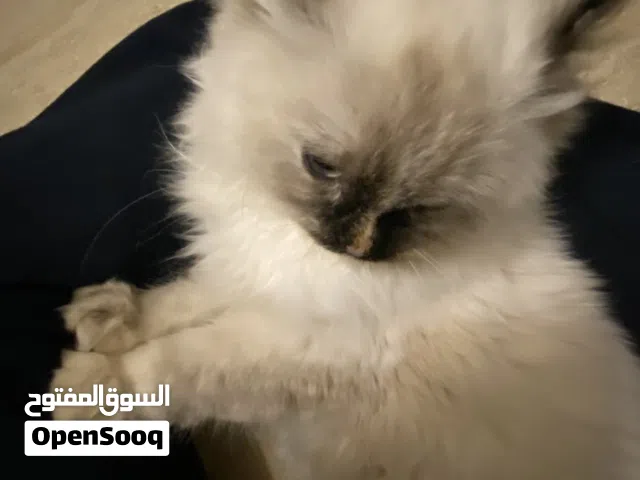 قطة للبيع بتبوك