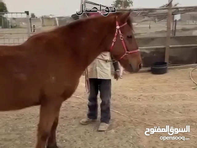 خيل بحاله جيده