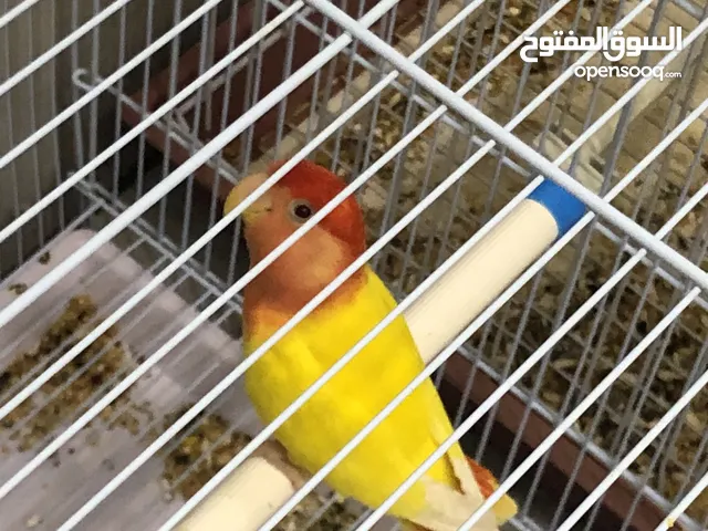 كوبيه ربي يبارك الوانهم بروحها تحكي مخصبات قبل وسعرهم جمله برا وين تبي متلقاش بسوم هوا والوان هكي
