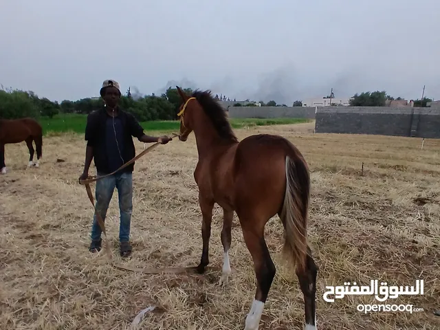 فلو احمر للبيع
