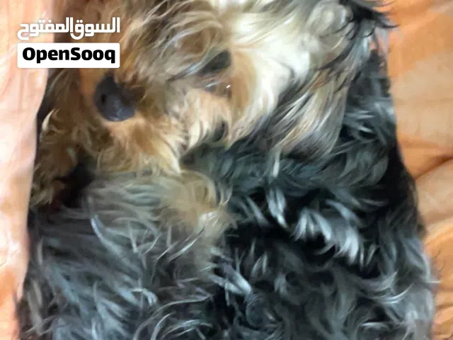 يوركشاير ترير عمره سنه