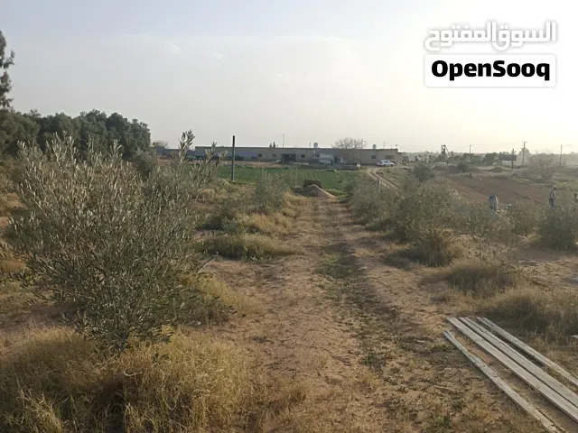 شتل زتون اسباني مشاء الله مثمر