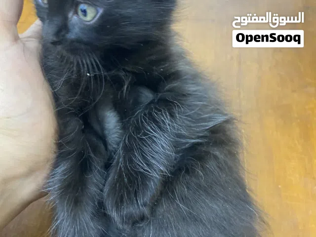 قطط هملايا الون رصاصي اقره ..الوصف..