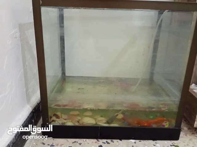 السلام عليكم