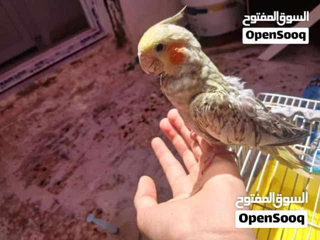 مطلوب ببغا كوكتيل مروض او ترويض بسرع وقت اي نوع كوكتيل