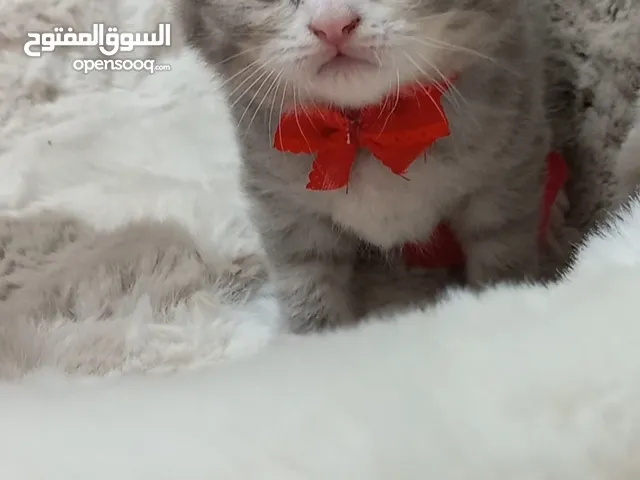 قطط بريتيش و سكوتش فولد