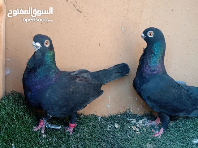 حمام للبيع جوز شغالات للبيع بدون الفراخ جوز بولنديات