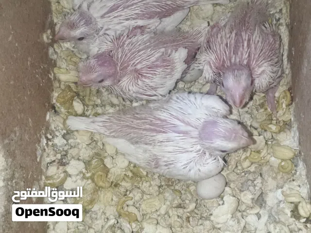 لعشاق الزق اليدوي اربع فراخ اخوان ككتيل اللبينو عين حمرا  العمر 25 يوم اكبر فرخ واصغر فرخ 21 يوم صحه