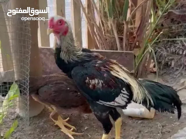 دجاج باكستاني