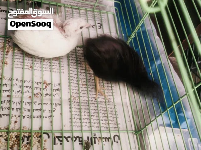 عصافير سفره صغار ذكر وانثى