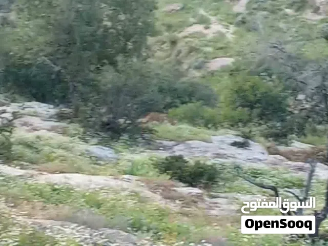 Mixed Use Land for Sale in Irbid Al-Kharaj