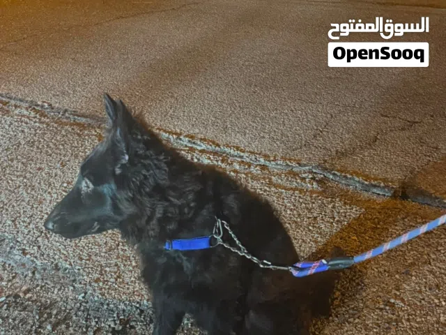 جيرمن انثئ وذكر
