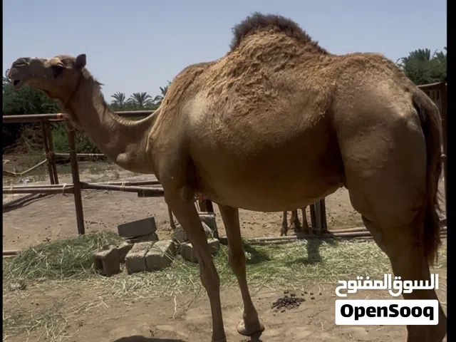 ناقة صغيرة سن محليه اضحية