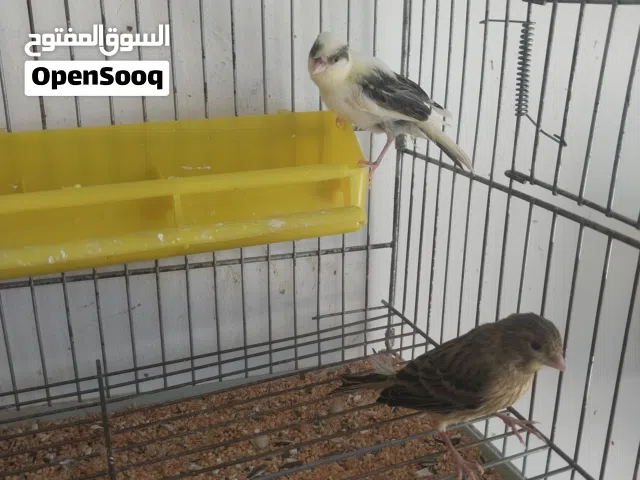 انتاج كناري