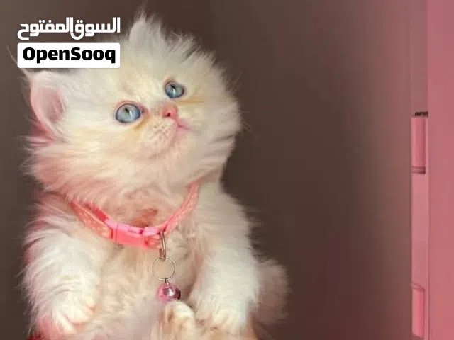 قط للبيع نوع مون فيس اطراف قصيره