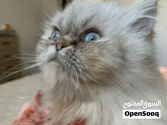 قطة انثى للبيع نوع سوشي شانشيلا