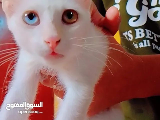 قط للبيع
