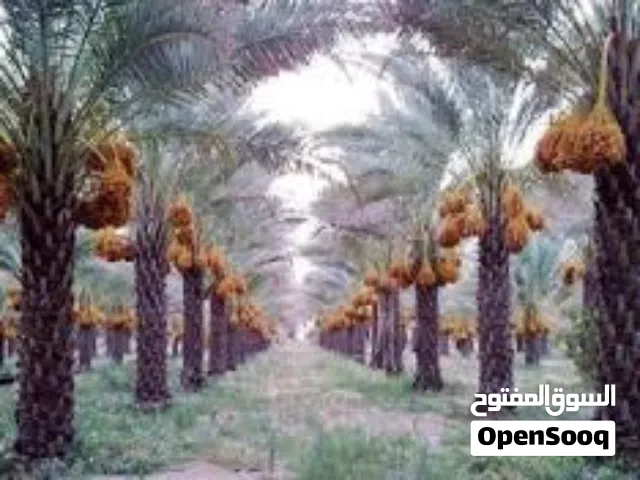 مكافحه افات ودعم فنى وارشاد زراعى .ونظافه خزانات المياه