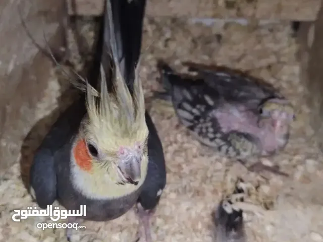 ذكر جاهز للإنتاج مع فروخه