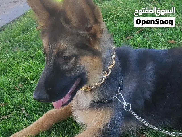 السلام عليكم انتي  عمر 3شهور