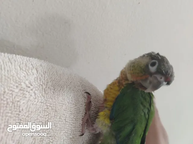 للبيع فرخ كنيور وفرخ روز