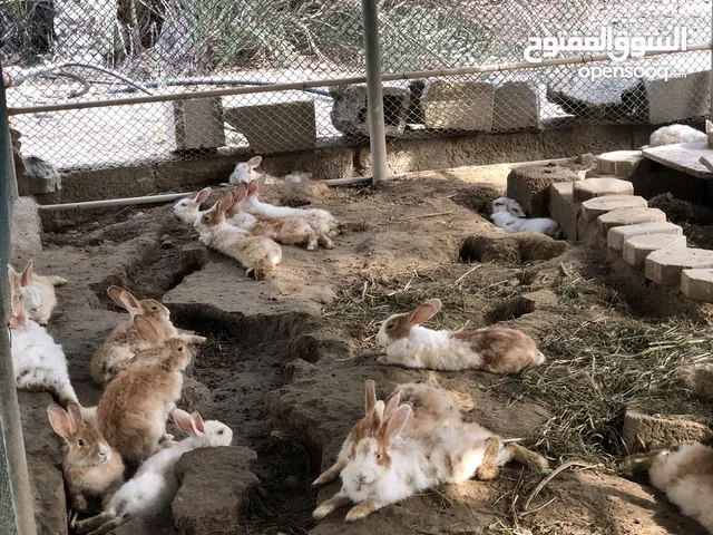 ارانب بني وابيض