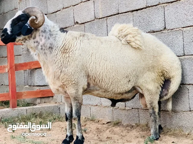 فحل هجين زراعي درجه اولي