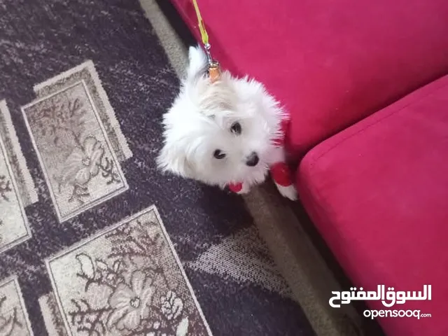 كلب زينه نوع مالتيزي لعوب حجم صغير مرتب