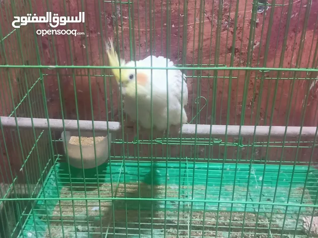 كوكتيلات شكري البيع حلوات ونضيفات